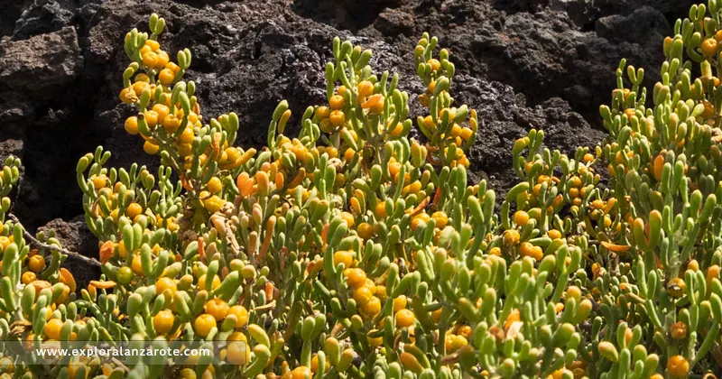 La uvilla de mar, flora de Lanzarote