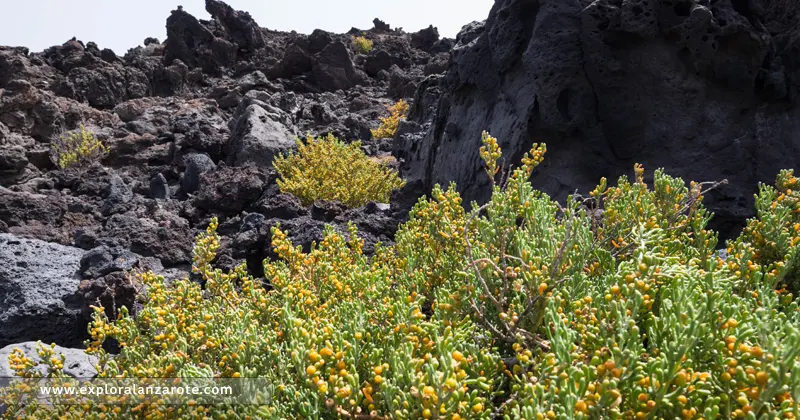 La uvilla de mar, flora de Lanzarote