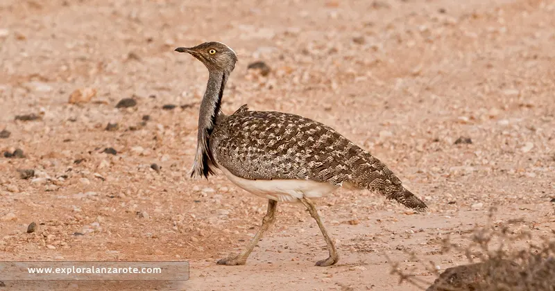 La Hubara en Lanzarote