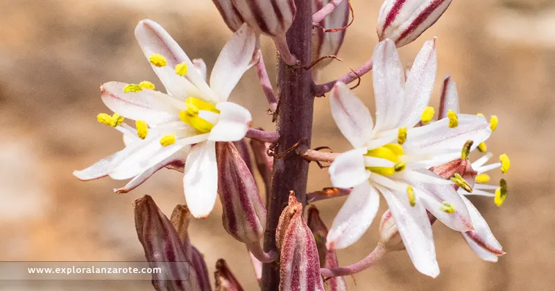 Gamón o gamonilla (Asphodelus Tenuifolius) en Lanzarote