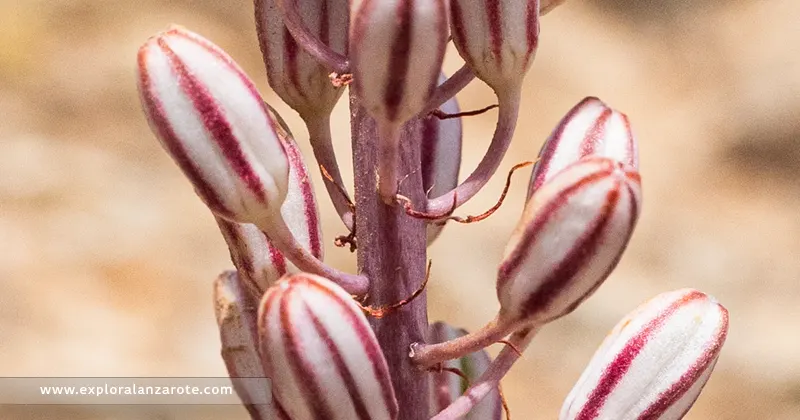 Gamón o gamonilla (Asphodelus Tenuifolius) en Lanzarote