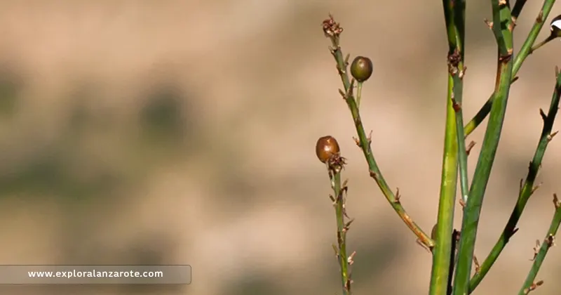 Gamón o gamonilla (Asphodelus Tenuifolius) en Lanzarote