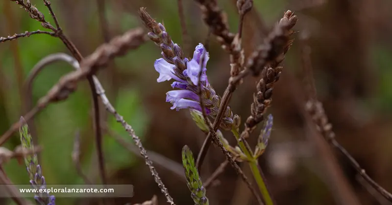 La Lavandula canariensis en Lanzarote