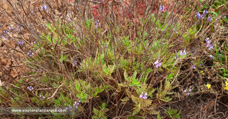 La Lavandula canariensis en Lanzarote