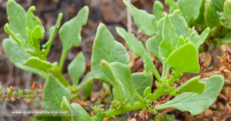 El Tebete común (Patellifolia patellaris)