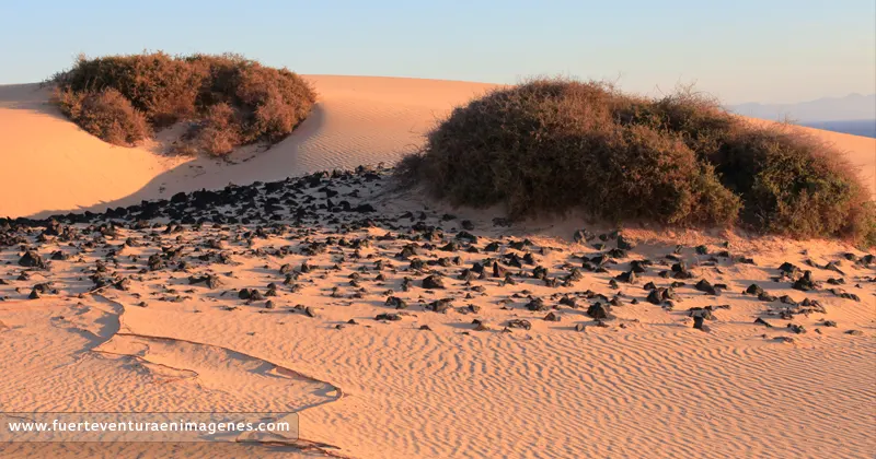 Cuándo visitar Corralejo