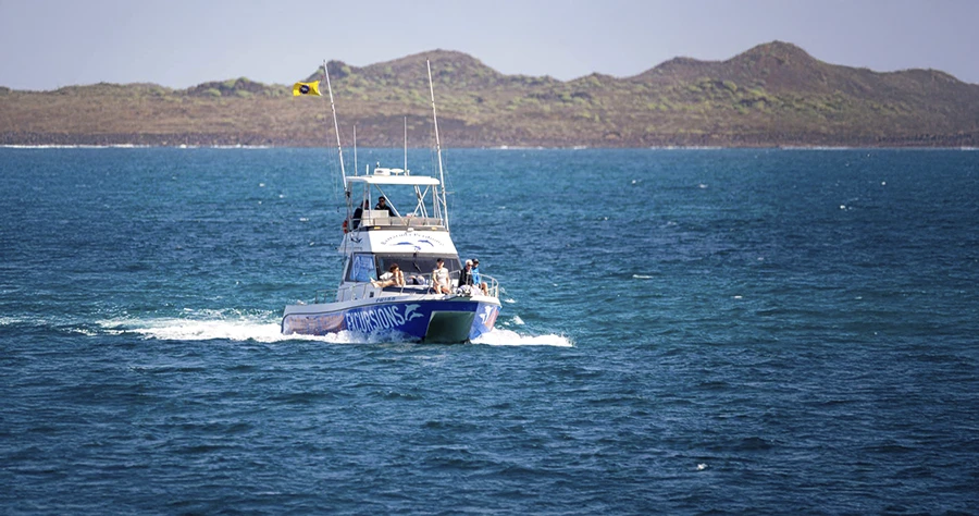 Expedición de Avistamiento de Cetáceos y Fauna Marina desde Corralejo (4 Horas)