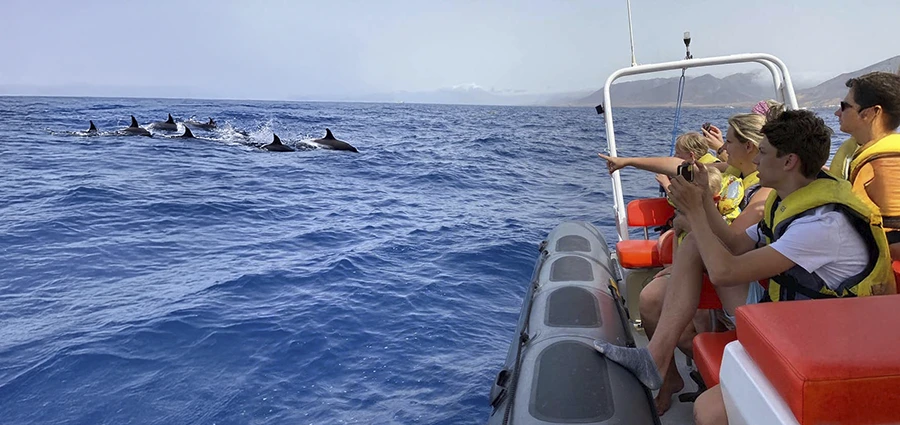 Paseo en catamarán  + Mercadillo de Mogán: Avistamiento de cetáceos