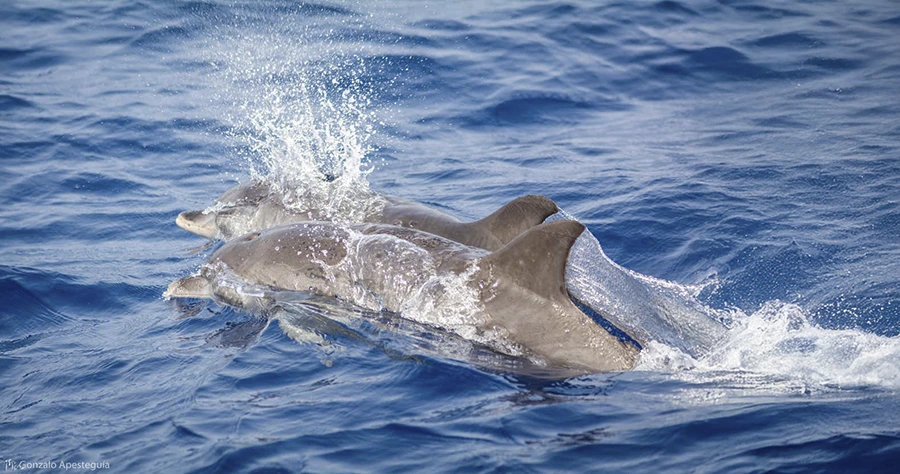 Barco con fondo de cristal: Avistamiento en La Palma