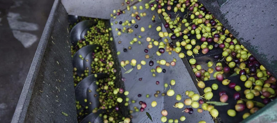 Visita guiada y cata de aceite en la almazara OMED