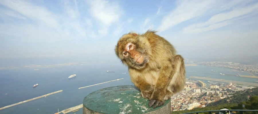 Excursión a Gibraltar con Avistamiento de Delfines y Tiempo Libre