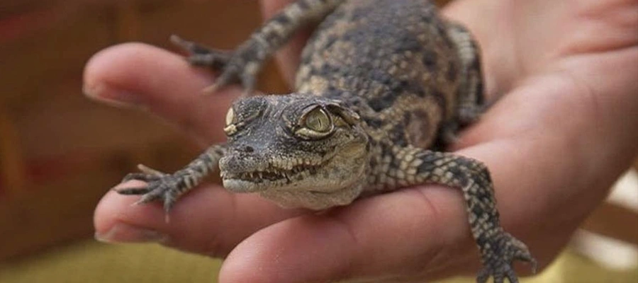 Visita al centro de rescate Cocodrilo Park: Más de 500 especies exóticas
