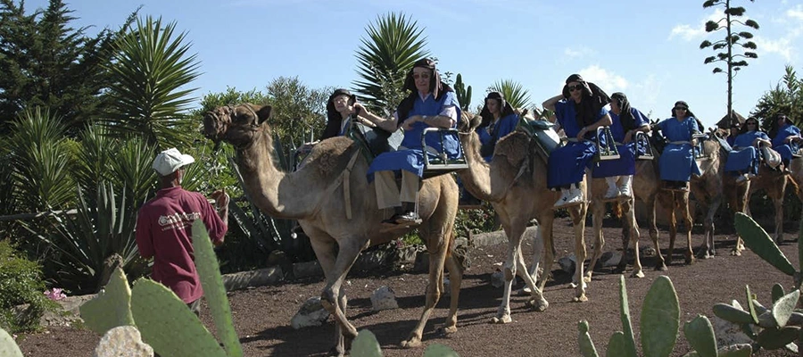 Paseo en Camello: Diversión Asegurada en el Norte de Tenerife