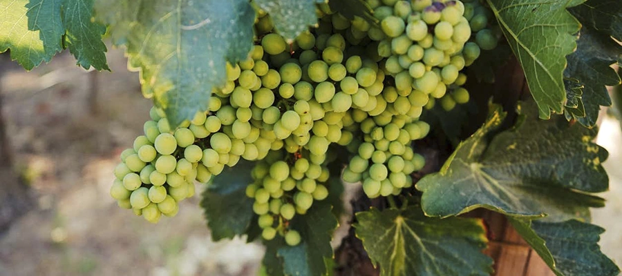 Enoturismo en Ronda: Viñedos del Huerto de la Condesa