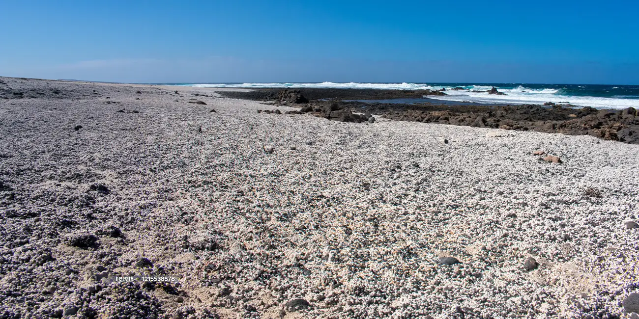 Detalle de la playa del Hierro cubierta de rodolitos blancos en Fuerteventura